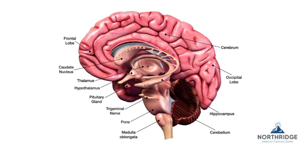 alcohol brain damage