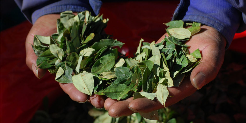 coca leaves