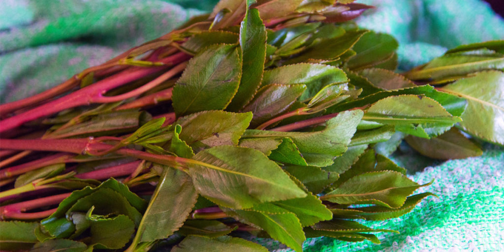 khat plant