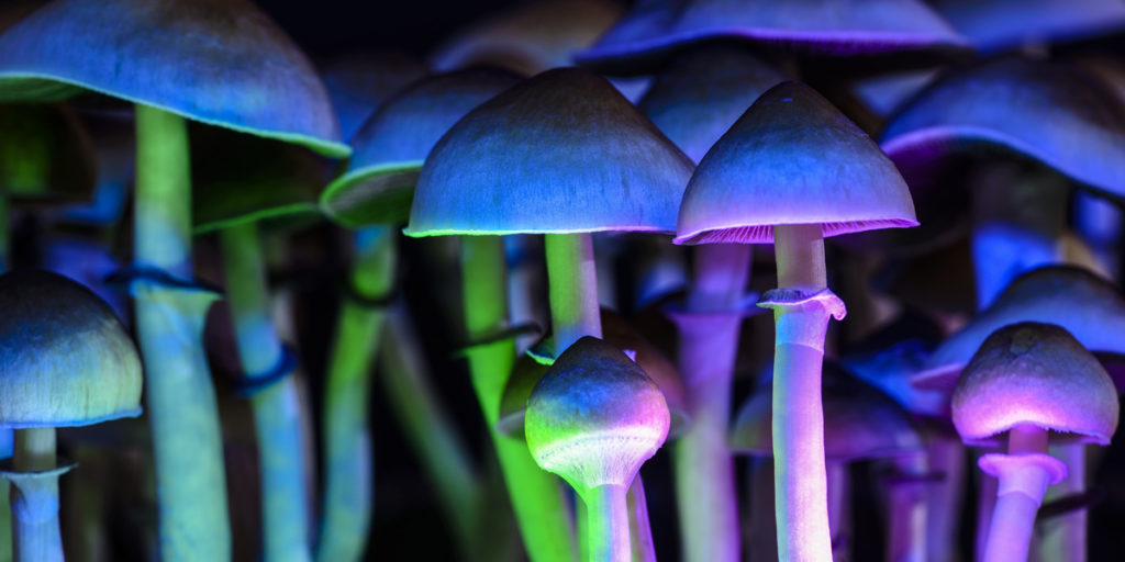 psychedelic mushrooms